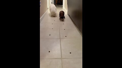 Treat race between two dogs ends up in lopsided victory