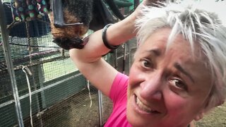 Ever Been Licked By a Bat? Meet Poppy the Salt Licker - Behind The Scenes Working With Mandi's Bats