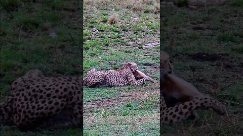 Cheetah Subduing A Big Impala #shorts | #ShortsAfrica