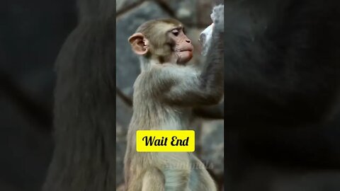 Baby monkey drink juice🥤😂 #shorts #youtubeshort #shortvideo