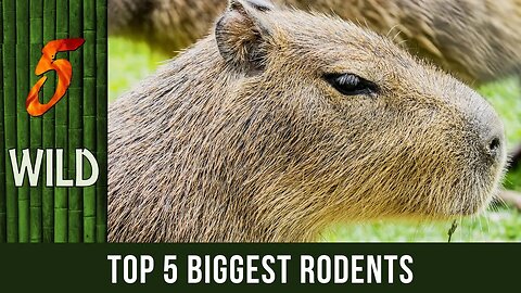Top 5 Biggest Rodents In The World | 5 WILD