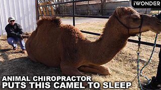 Animal Chiropractor Tries To Crack A Camels Back