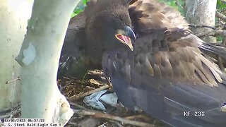 USS Bald Eagle Cam 1 7-5-23 @ 6:34 am Claire brings in fish for Hop