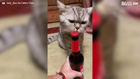 Gato abre garrafa de cerveja! 5