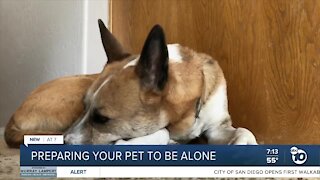 Preparing your pet to be alone as you head back to the office