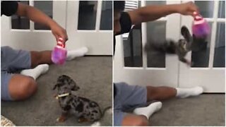 This puppy got over-excited playing with her Christmas presents!