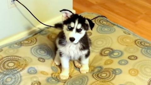 8-week-old Siberian Husky reacts adorably after first bath