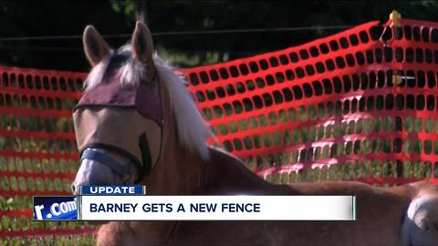 Blind horse gets new fence thanks to your donations