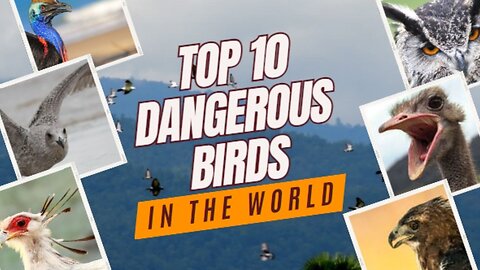 Top10 dangerous Birds In the world!