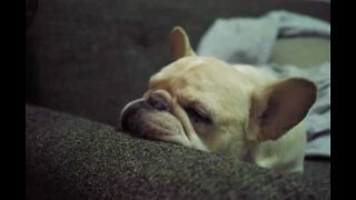 This French Bulldog goes nuts when you click your fingers