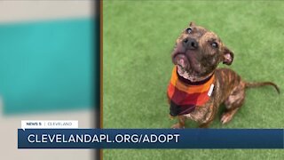 Cleveland APL pet of the weekend: Jenna