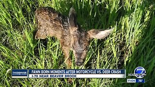 Fawn born shortly after mother killed in car crash