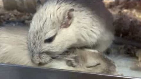 Hamster sonolento recebe tratamento de beleza