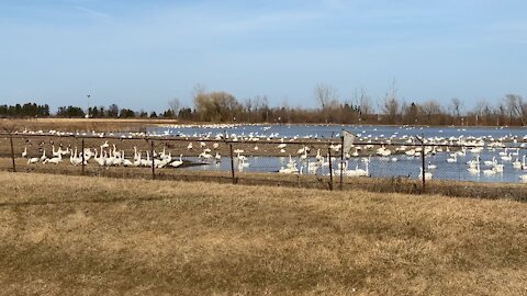Thousands of Tundra Swans don’t respect COVID-19 rules