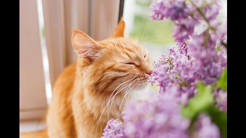 cute cat animal loves flowers