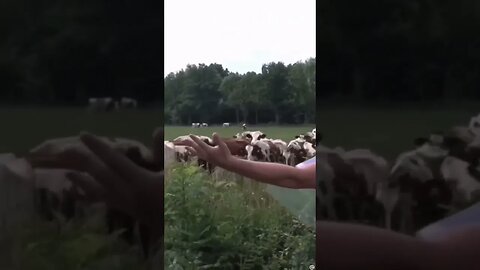 How to speak with cows?