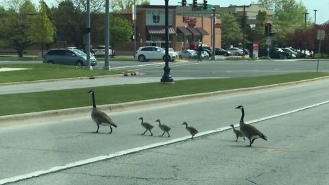 Just waiting for Canada geese to cross the street