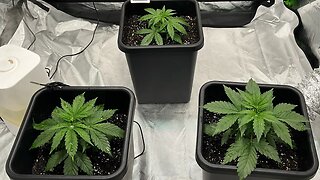 Grow update | 4.5 Weeks | Candy Cane