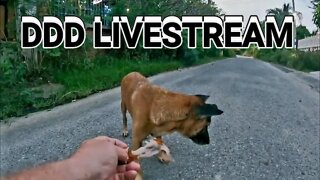 DDD LIVESTREAM #soidog