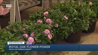 Royal Oak Flower Power