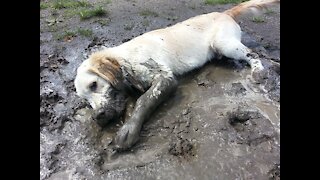 Happy Yellow Labrador retriever is playing into the mud