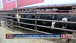Cattle producers facing hard economic times