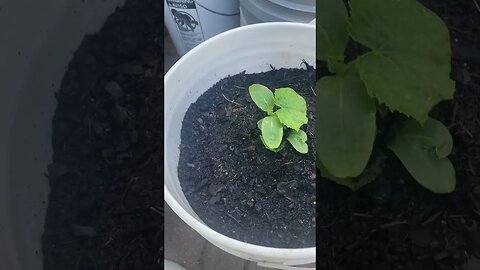 Growing Cucumbers In A Bucket 🪣