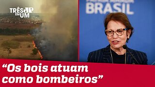 Segundo Tereza Cristina, maior presença de gado teria minimizado os danos das queimadas no Pantanal