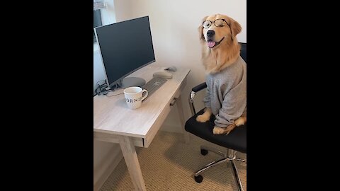 Smart Golden Retriever is a classy nerd