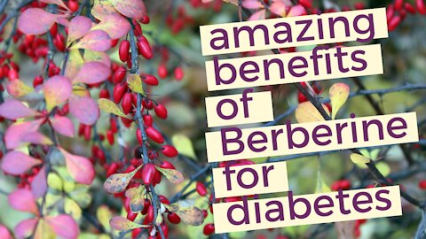 Chinese Herb Berberine for Diabetic Health | Berberine Benefits