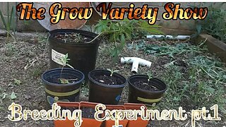 Breeding Selection pt.1 (The Grow Variety Show ep.194)