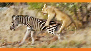 Lions Kill Zebra While Ousting Young Males from Pride!