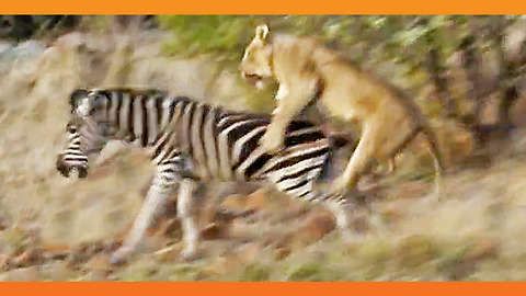 Lions Kill Zebra While Ousting Young Males from Pride!