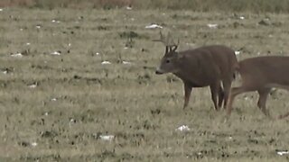 The Tank -- Whitetail buck