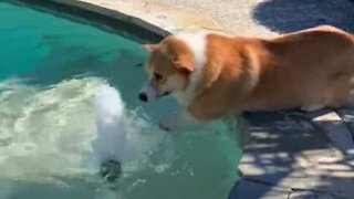 Corgi tries to swim through the air!