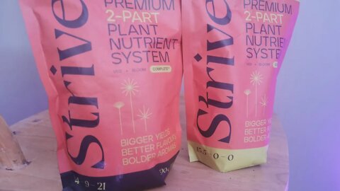 Today In The Grow Room # Strive Nutrients Weekly Progress Review Part 1