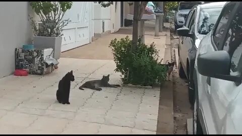 Gatinhos abandonados precisando de um lar. #shorts