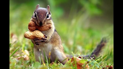 Cute Squirrel