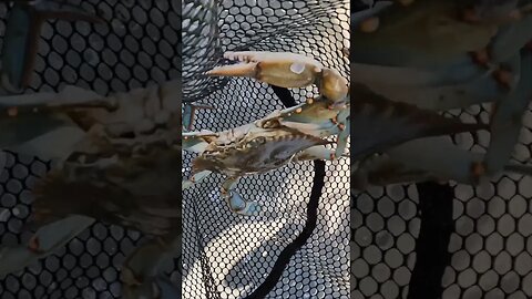 Dip Netting Crab -- St. Simons Island, Georgia #shorts