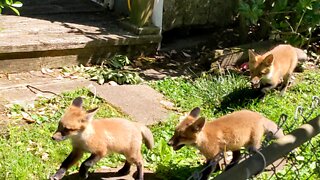 Baby foxes are too cute to handle playing in the yard