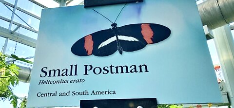 The Small Postman Butterfly