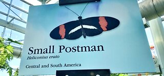 The Small Postman Butterfly