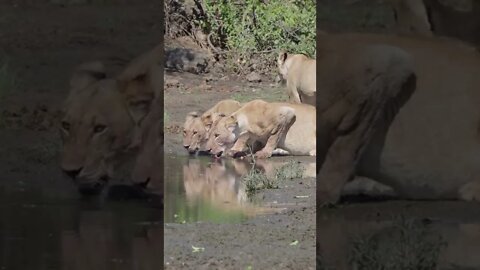 An Encounter with Thirsty Pride!🤔#shorts #safari #travel #travelling