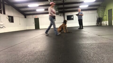 Puppy obedience class. Roxanna passes with flying colors. LonelyCreek bullmastiff #bullmastiff