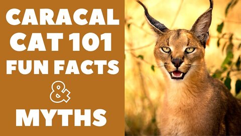 Caracal Cats 101 _ Fun Facts & Myths