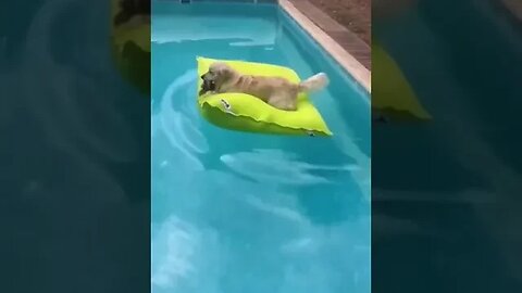 Puppy Floating in POOL ☺️🥰 #cutepuppy #puppylove #viral