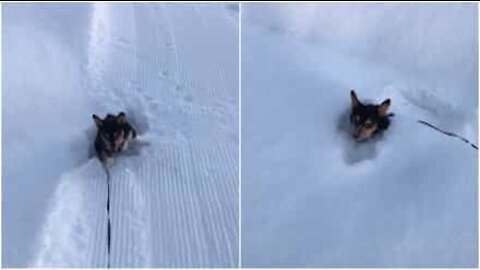 Liten corgi kämpar i snön