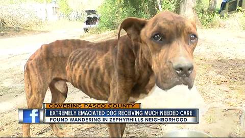 Extremely emaciated dog saved from neglect after concerned neighbors take action