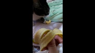 Cat Goes Bananas For Banana!