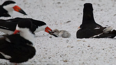 Baby Black Skimmer Gets Fed a Small Fish